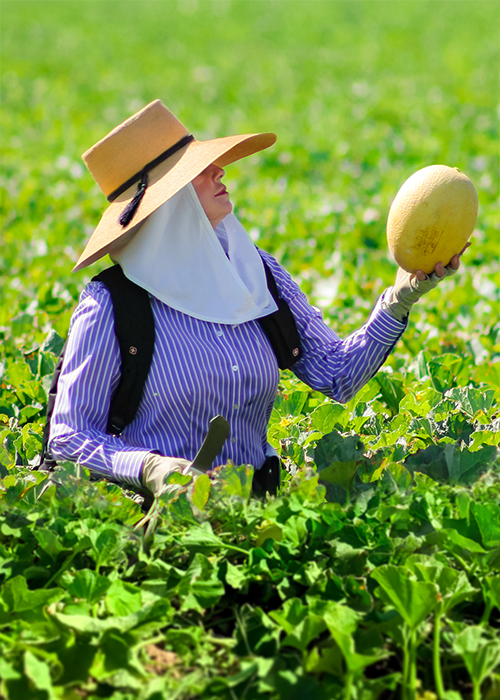 Diana in Kiss Melon field